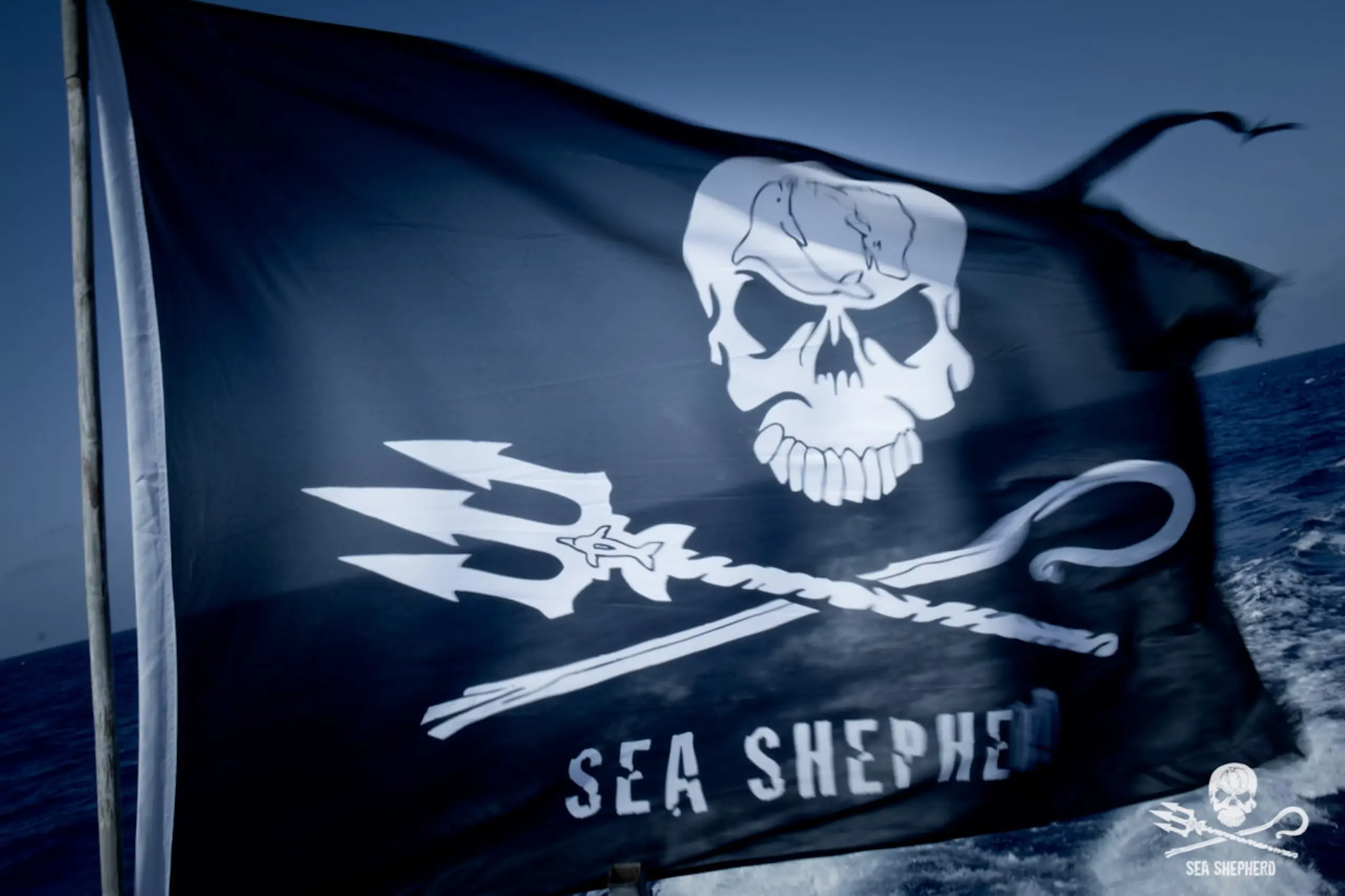 Sea Shepherd Jolly Roger Flagge